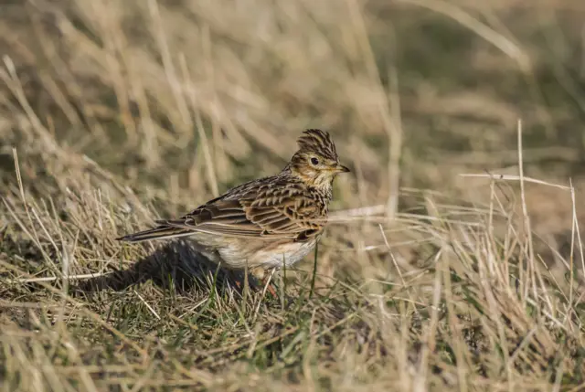 skylark