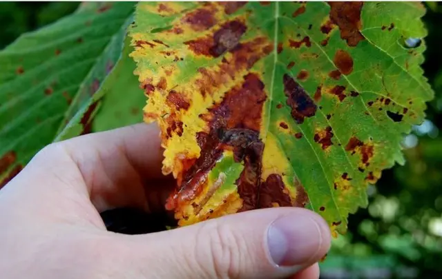 Disease causes leaves to go brown