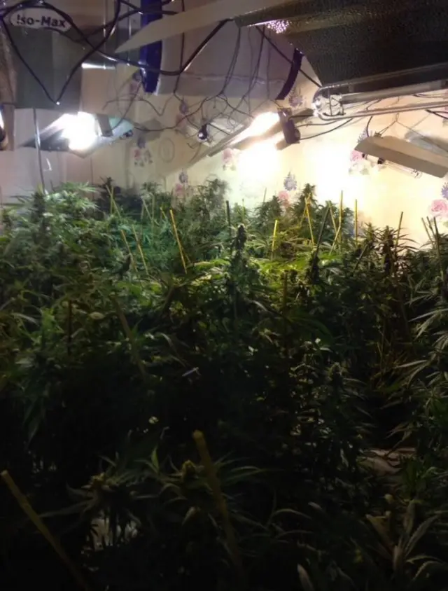 Cannabis "factory" in a Sheffield house