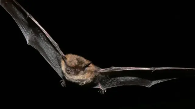 Bat