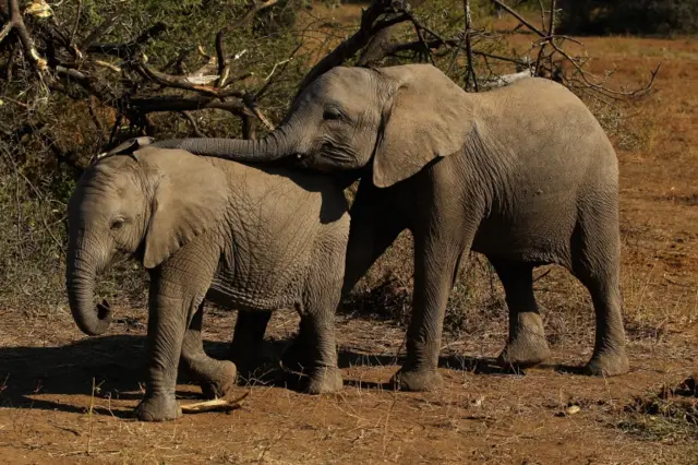 elephants in Botswana