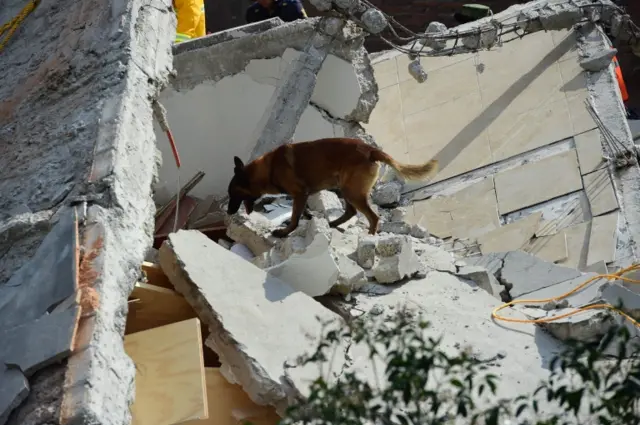 Rescuers with a sniffer dog search for survivors buried under the rubble and debris of a building flattened by a 7.1-magnitude quake in Mexico City on 19 September 2017