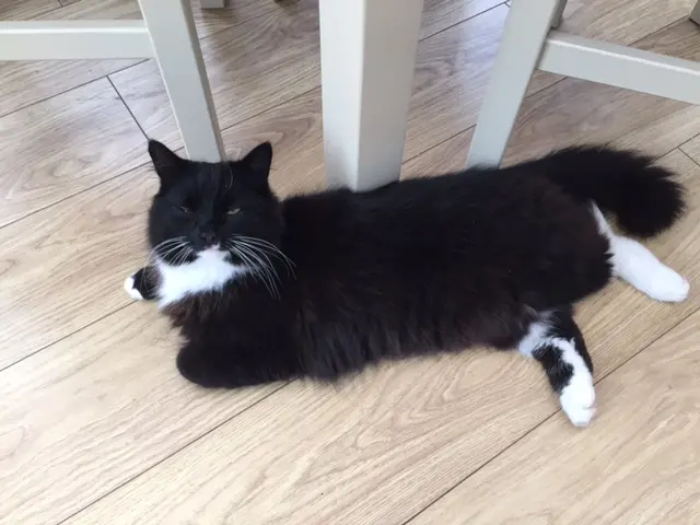 a black and white cat lies on the floor. He looks content.