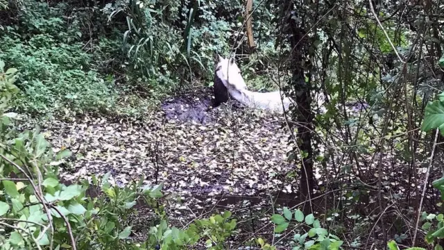 Pony stuck in mud