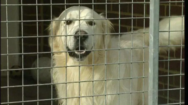 Dog in kennel