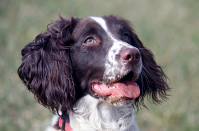 Spaniel