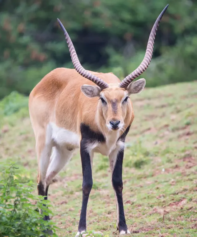 Lechwe antelope