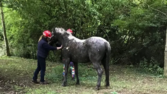 Pony after rescue