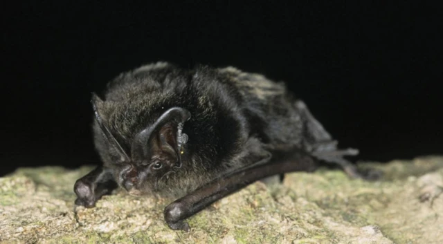 Barbastelle bat