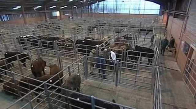 Cows inside the livestock market