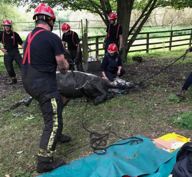 Pony being rescued