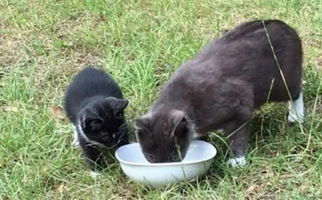 Mum, Smokey and kitten, Bandit share a bowl of food