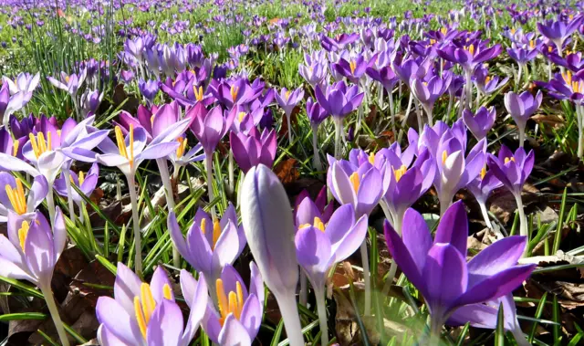 Crocuses