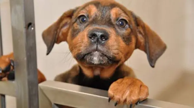 Dog in kennel