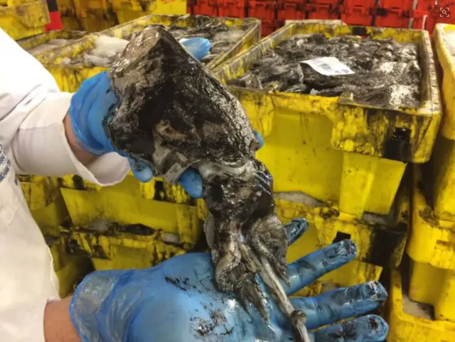 Cuttlefish