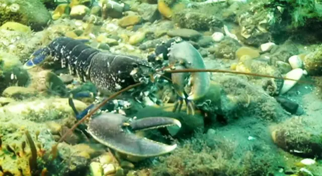 A lobster on the sea bed