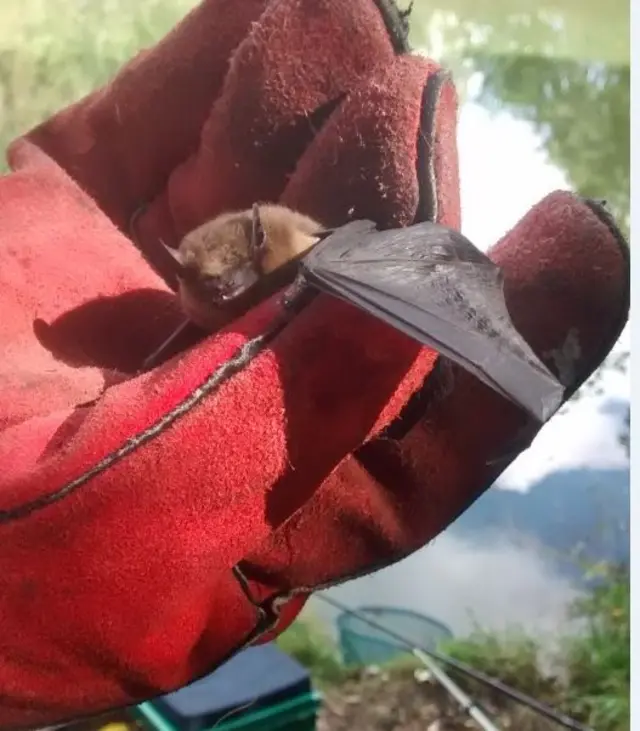 A gloved hand holds the uninjured bat