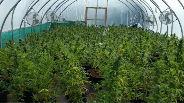 Cannabis plants found in Wickford