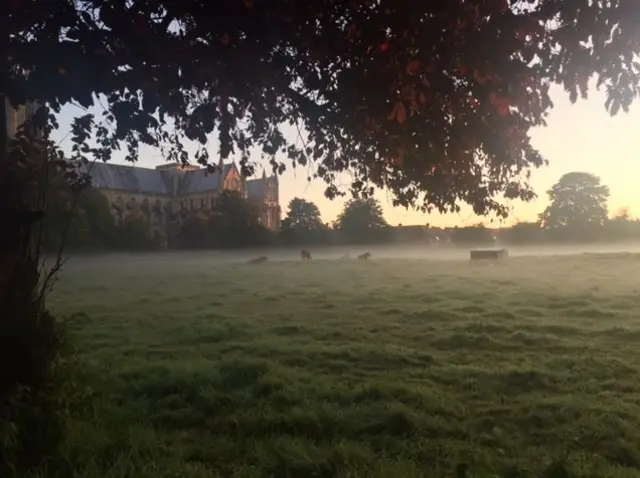 Cows shrouded in mist in a field with Beverley Minster in the background