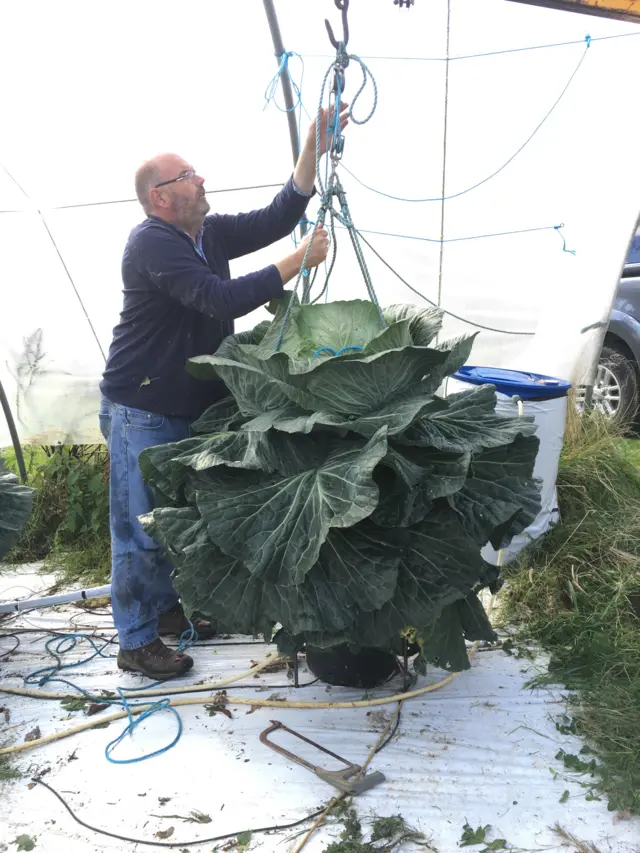 David and cabbage