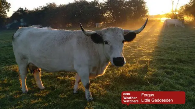 BBC Weather Watcher picture