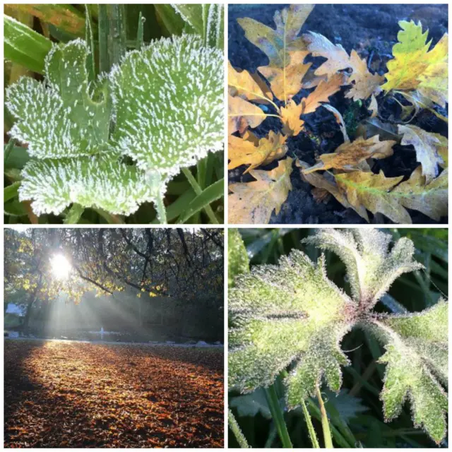 Frost on leaves and fallen brown leaves on the ground.