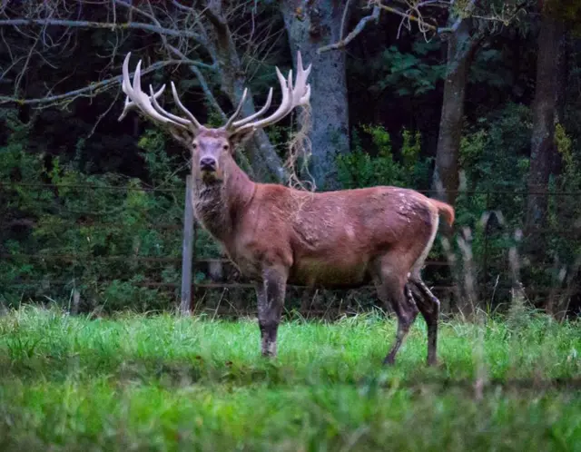 Stag in a park