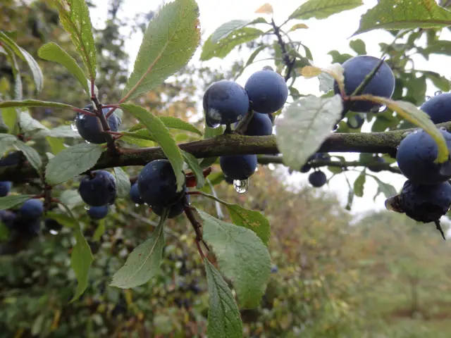 Sloe