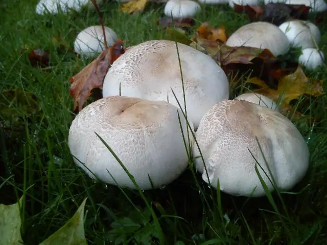 fungi in Chaddesley Corbett