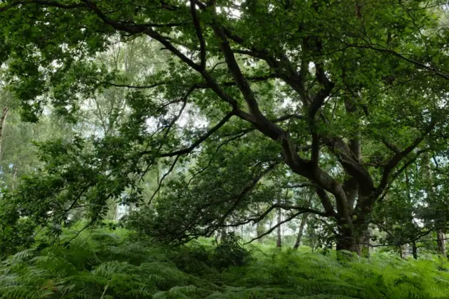 Common Oak trees