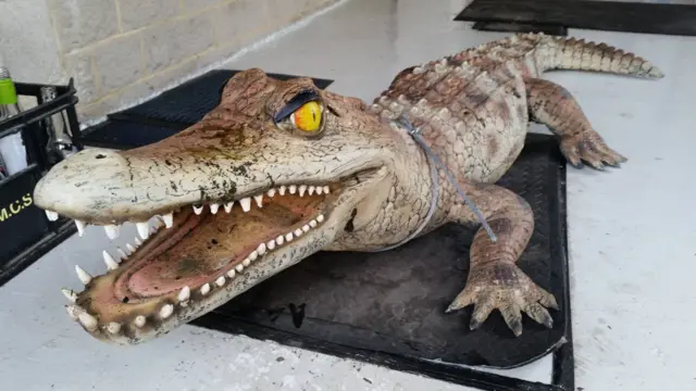 Jock the Croc