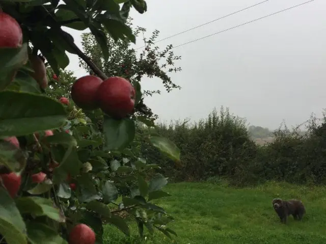 Red apples on tree in garden in Ashperton