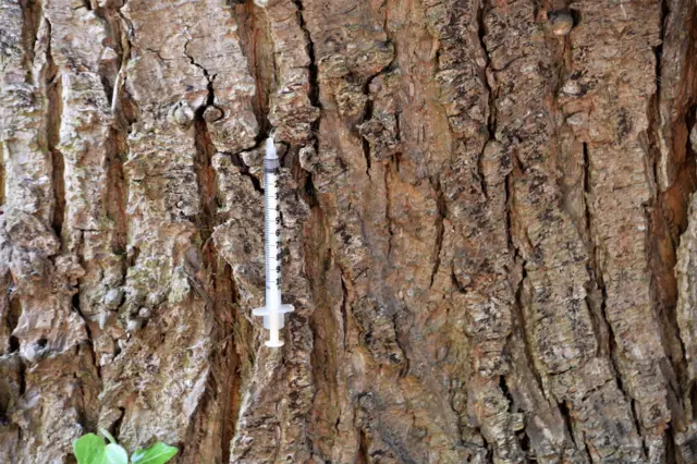 needle embedded in tree