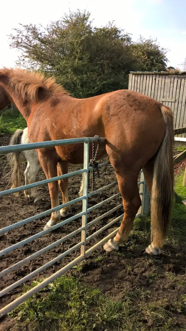 Horse on a gate