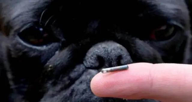 Dog and microchip