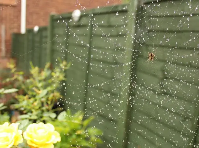 spiders web covered in dew in Hereford