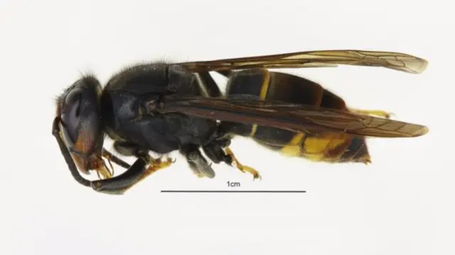 Asian hornet