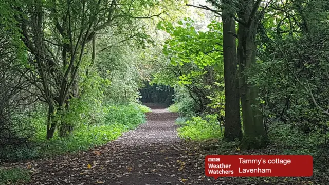 A path through trees