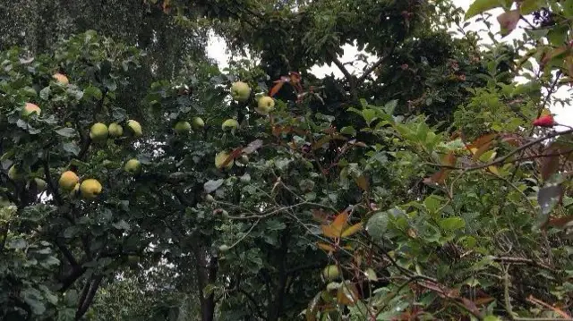 Apple tree in Ludlow