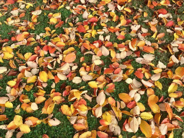 Autumn leaves