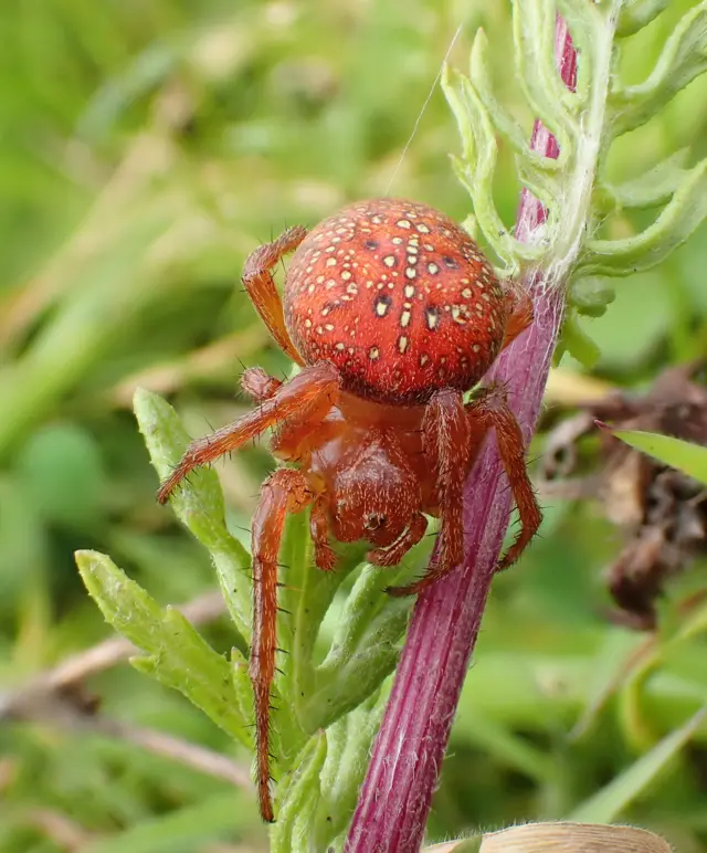 Strawberry spider