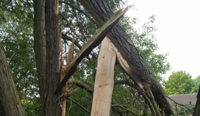 Damaged tree