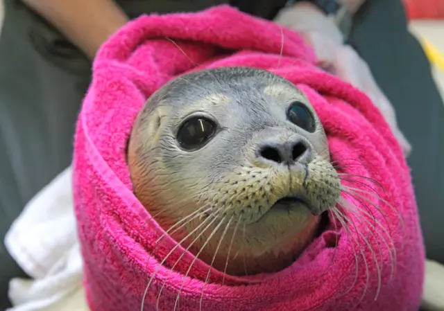 Seal wrapped in a towel