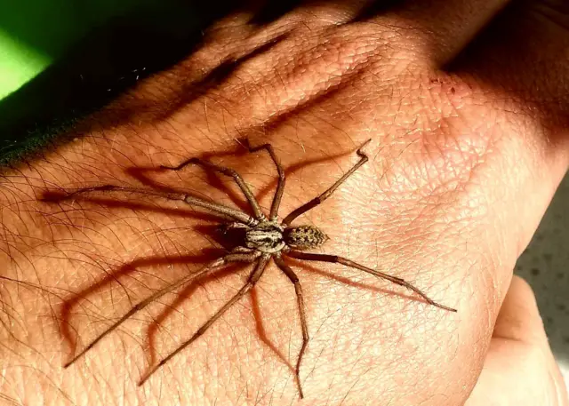 Spider on the hand