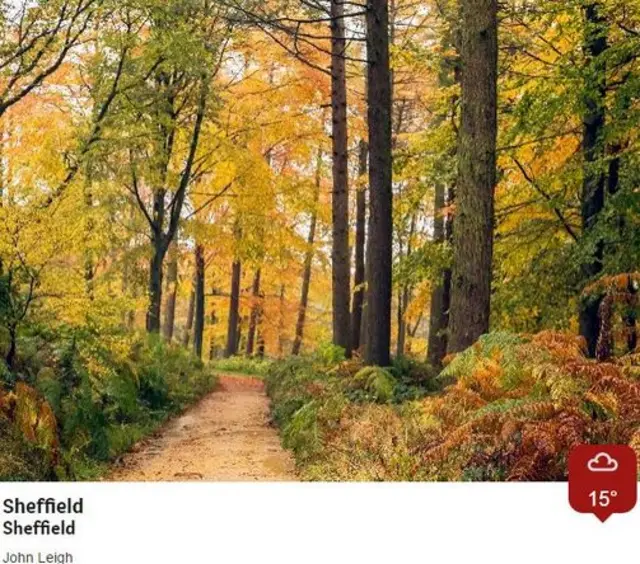 Trees in their autumn leaves