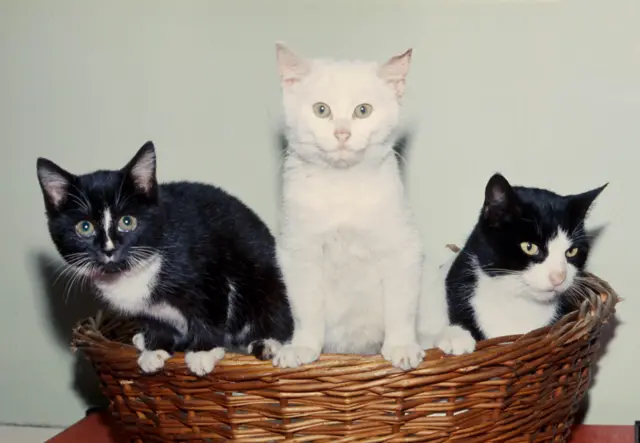 Cats in a basket