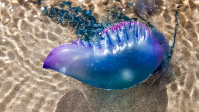 Portuguese man-of-war. Pic: Joanna Clegg