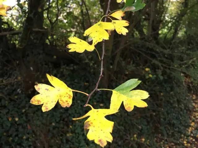 Leaves in Wolston