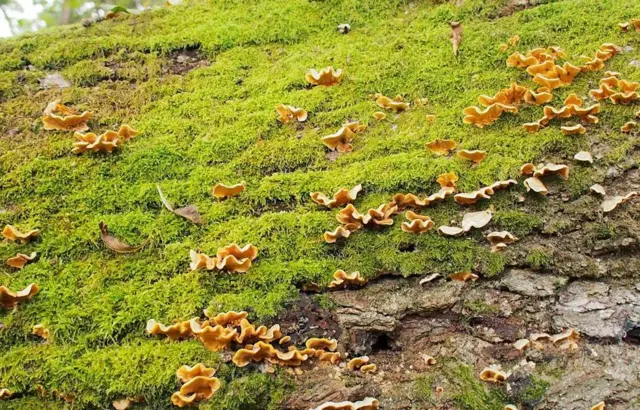 Moss & bracket fungus on fallen tree