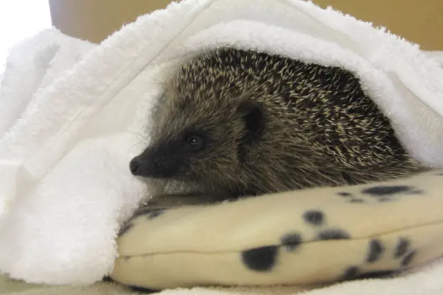 Hedgehog in a towel